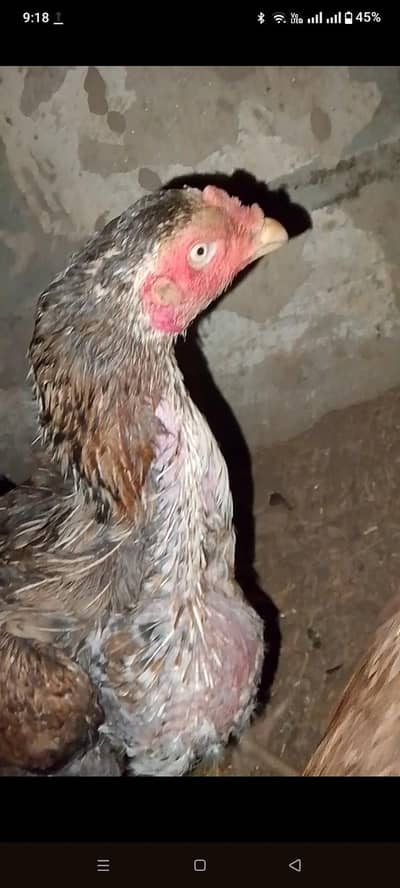 High quality aseel murgi for sale and Exchange