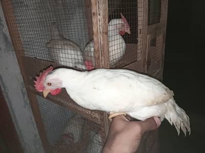 Premium White Chickens – 2 Months Old