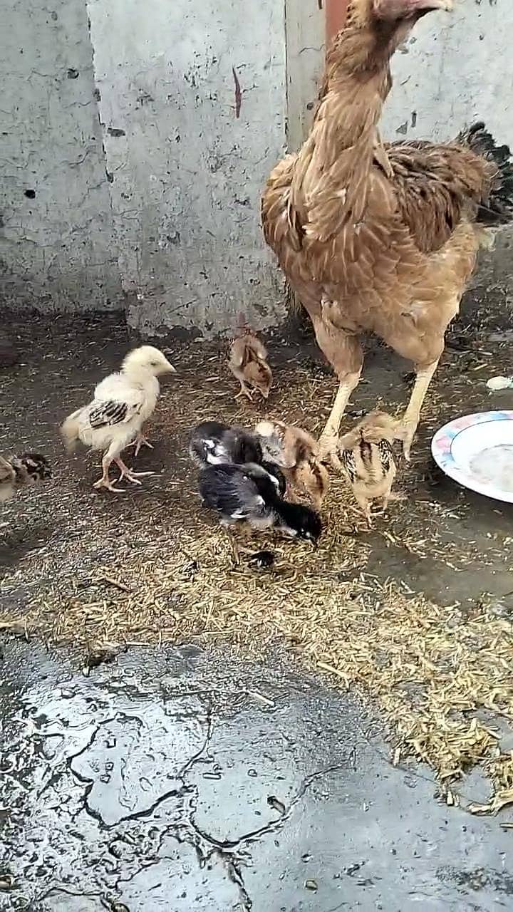 اصیل مرغی سیل بچوں کے ساتھ 0