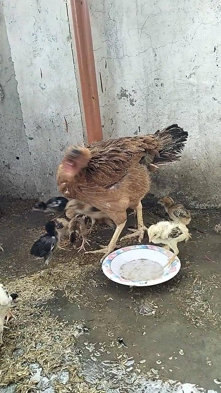 اصیل مرغی سیل بچوں کے ساتھ 1