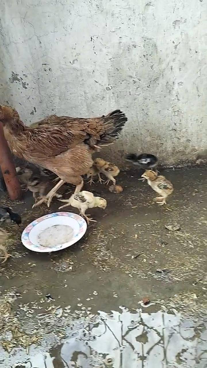 اصیل مرغی سیل بچوں کے ساتھ 2