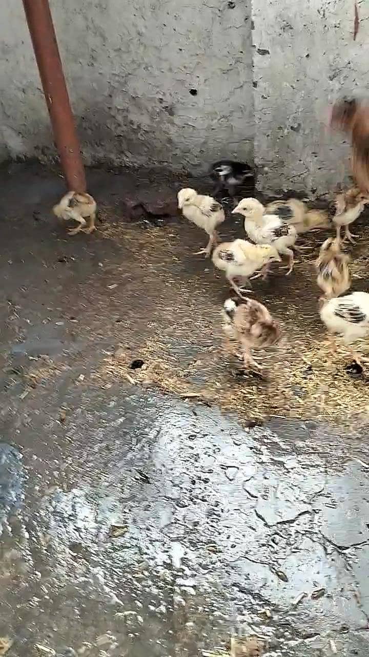 اصیل مرغی سیل بچوں کے ساتھ 3