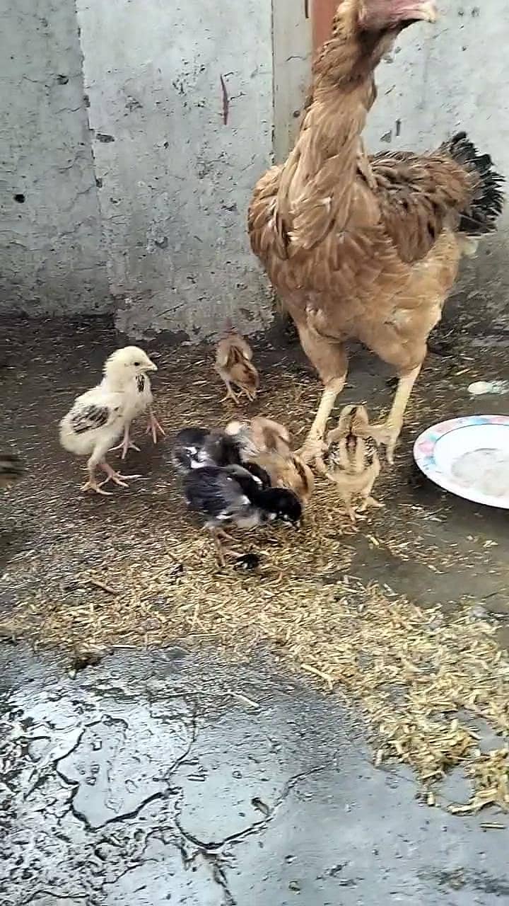 اصیل مرغی سیل بچوں کے ساتھ 4