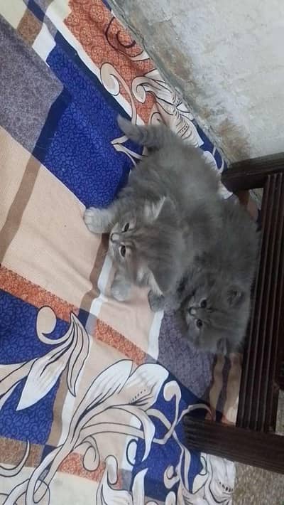 persian kittens long coat