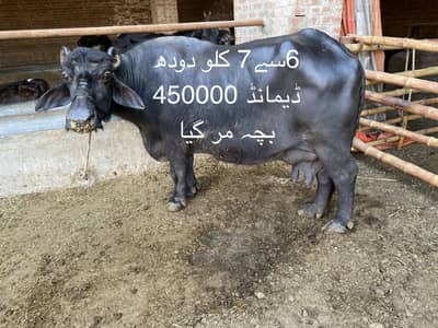 2 بھنس فروخت کرنی ھین