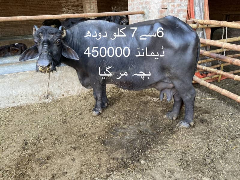 2 بھنس فروخت کرنی ھین 0