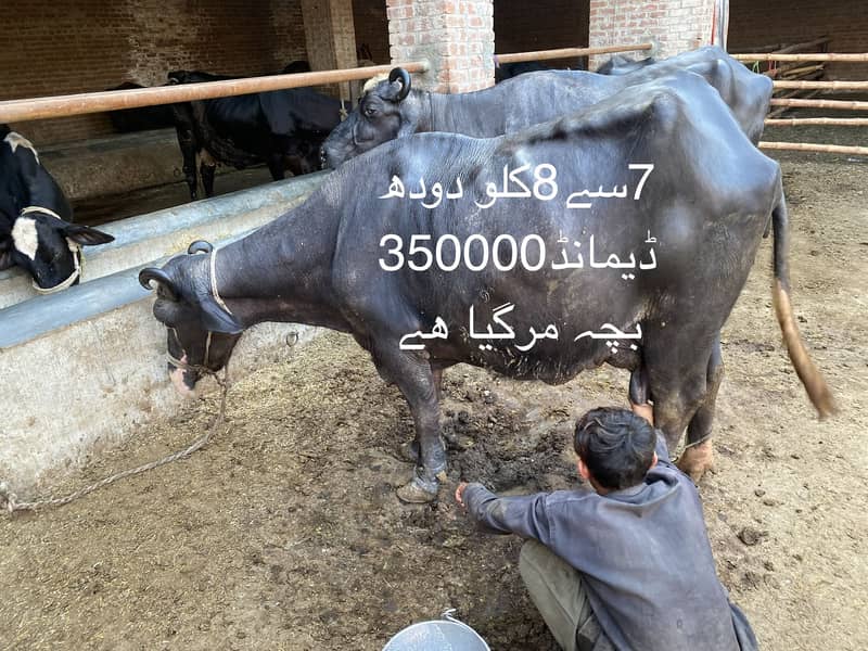 2 بھنس فروخت کرنی ھین 1