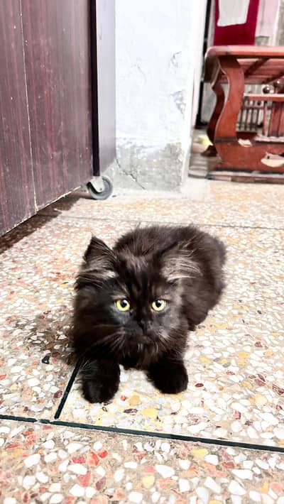 Persian kitten