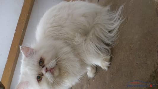 Persian cat 6 month age