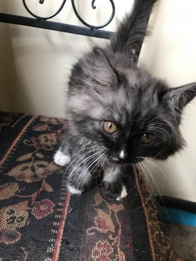 Persian Cat fully Vaccinated