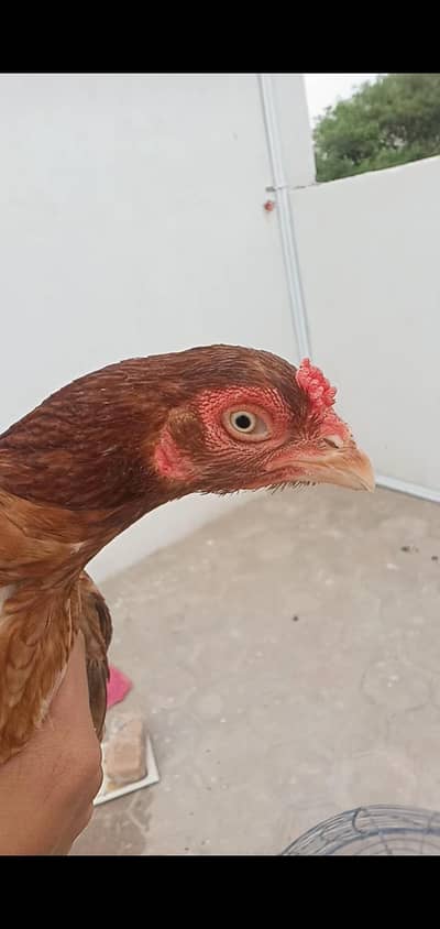 Zero size rezi aseel Madi available