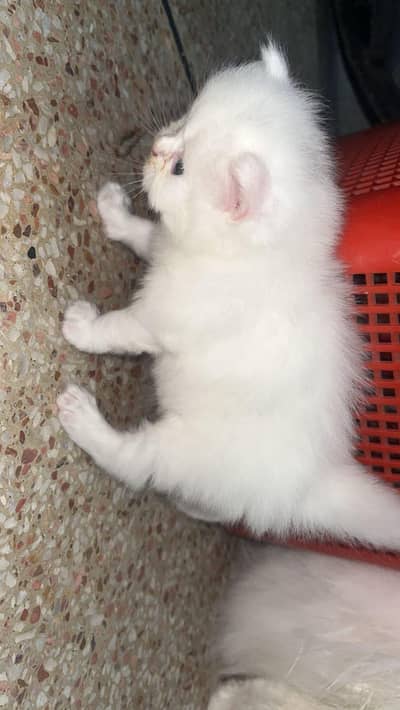 Persian kitten