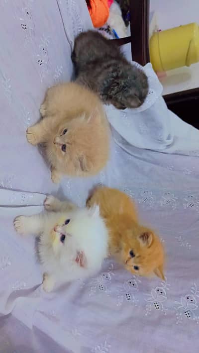 loveable kitten available