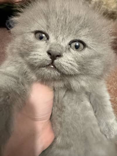 Kittens for sale