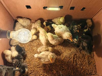 500 bantam chicks available