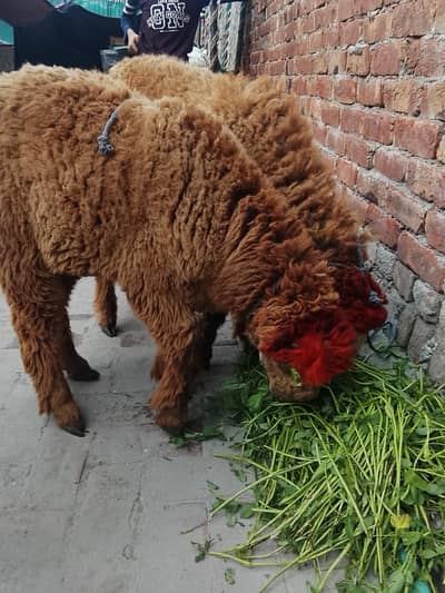 chatra mundara nasal