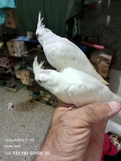 02 Eno 02 creem 02 gray coktil chicks for sale