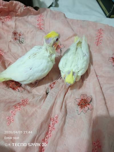 02 creem 02 gray coktil chicks for sale