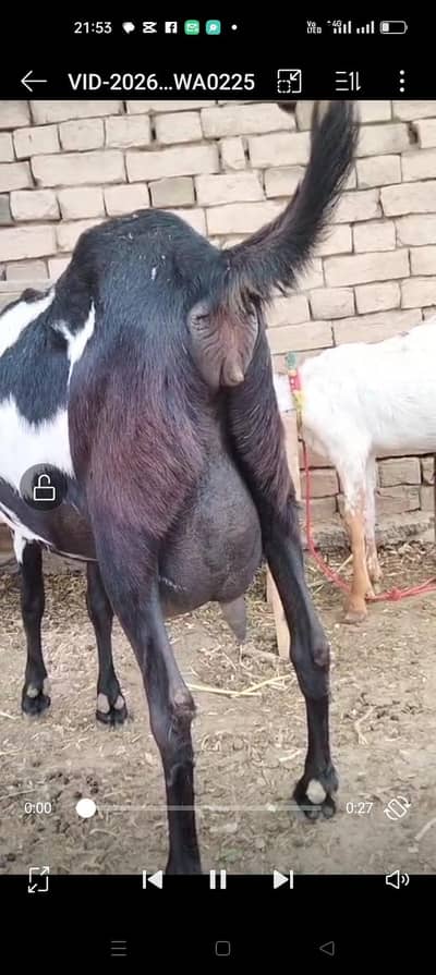 top quality betal bakri