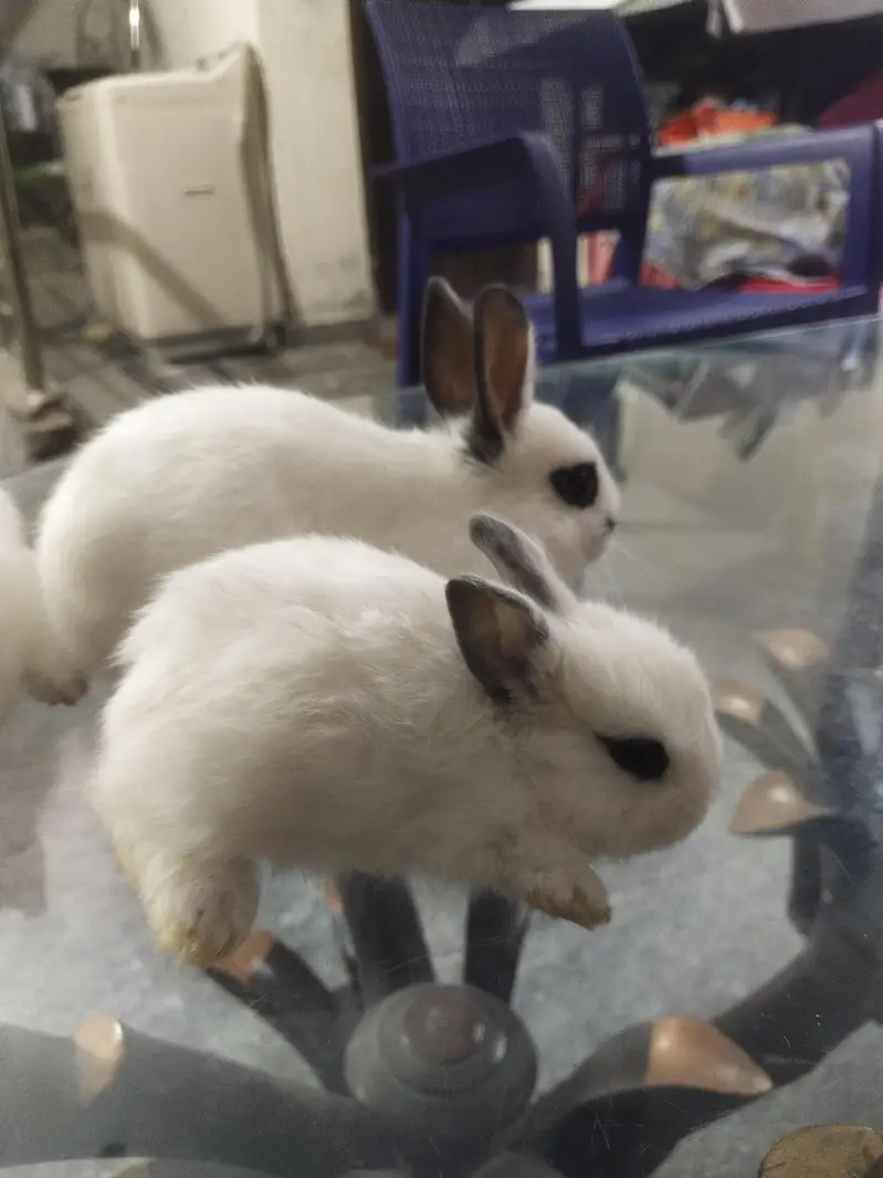 hotot drawf bunnies , Red eyes — photo 2