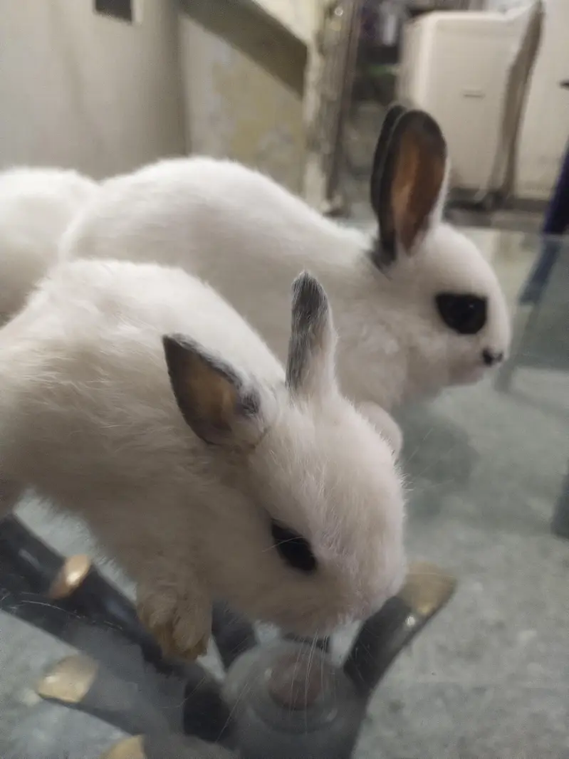 hotot drawf bunnies , Red eyes — photo 3