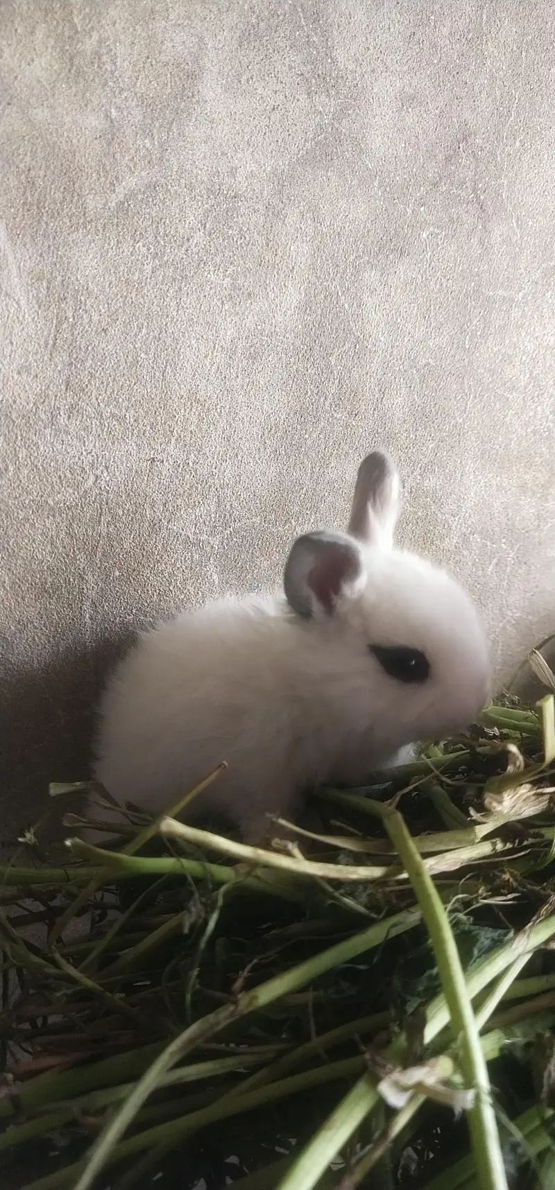 hotot drawf bunnies , Red eyes — photo 4