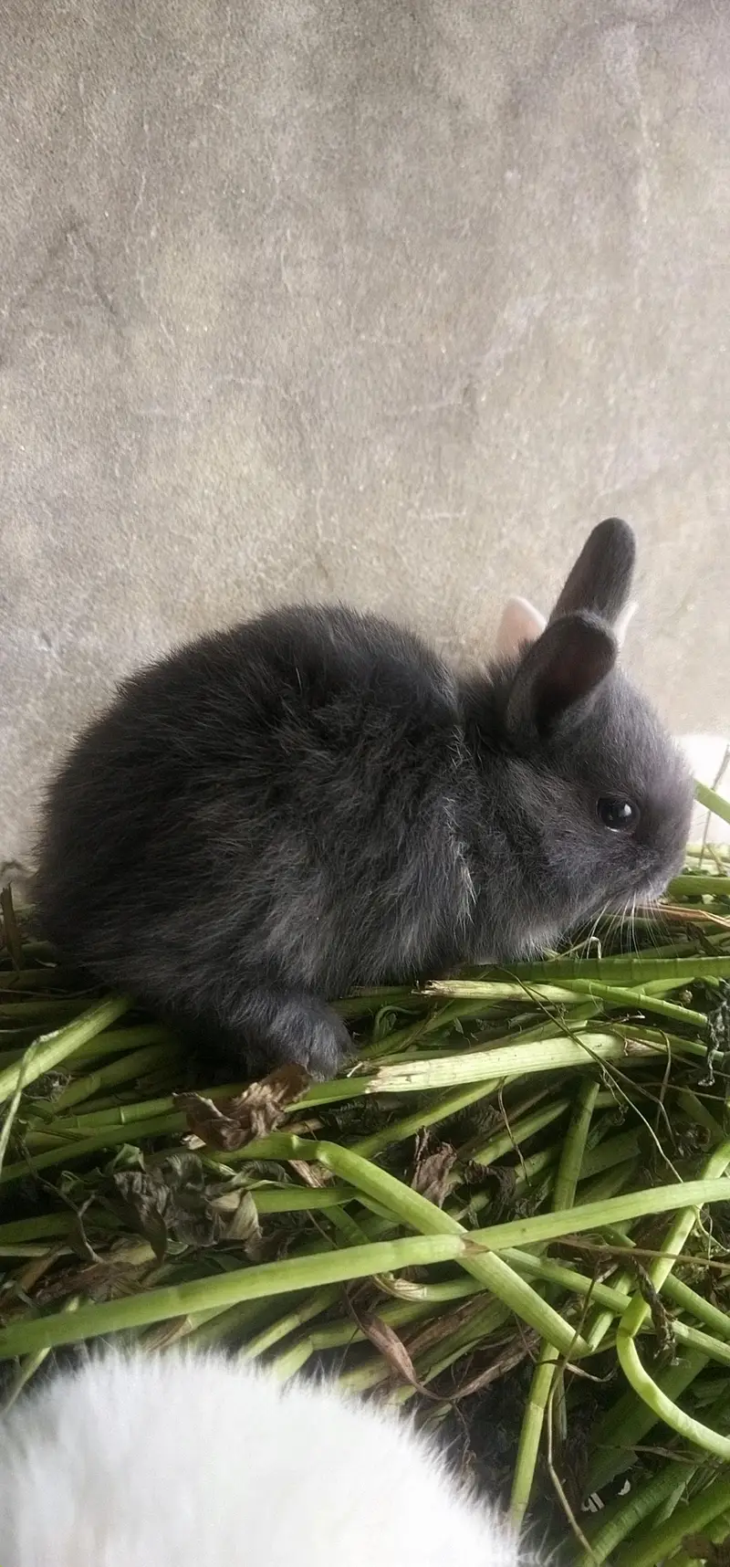 hotot drawf bunnies , Red eyes — photo 5