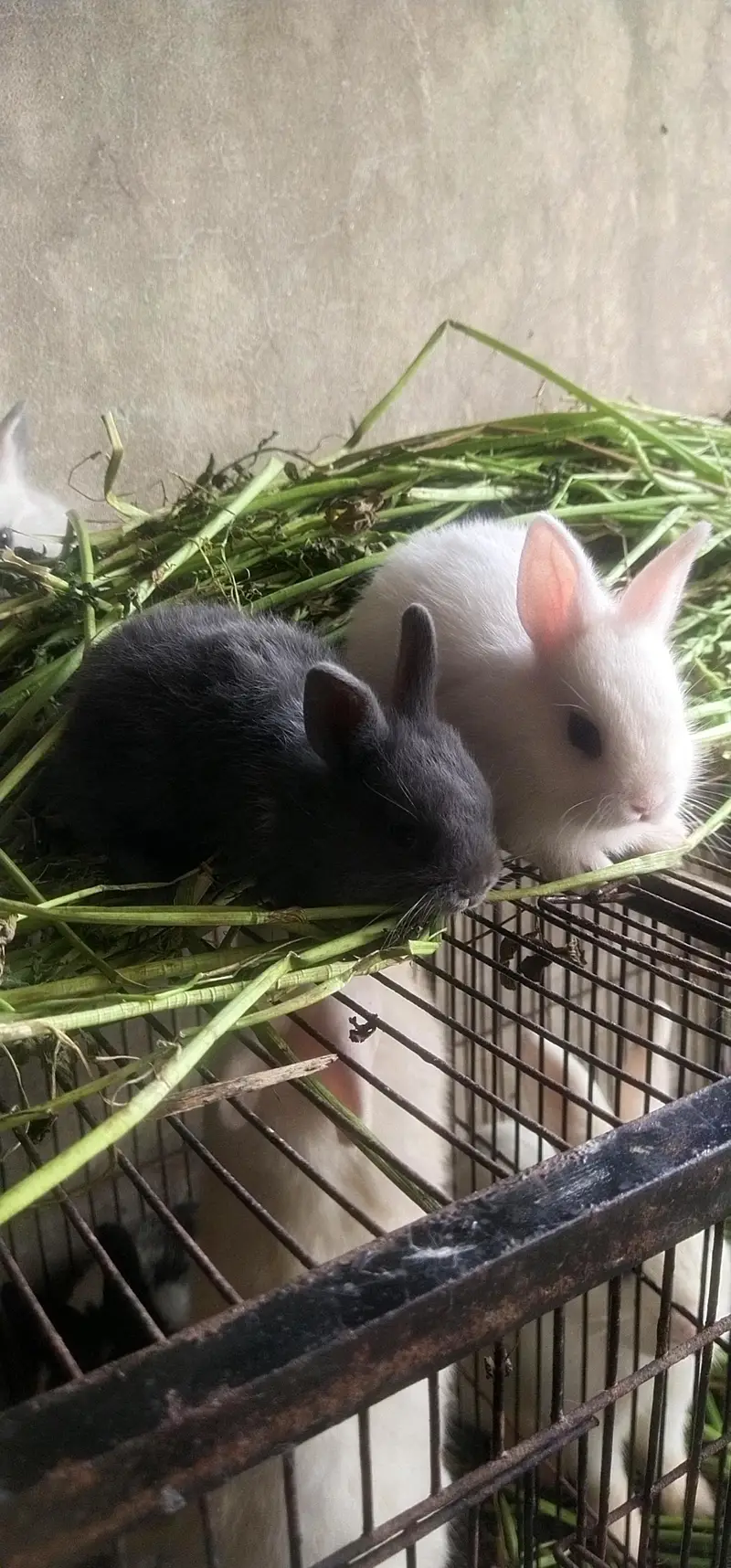 hotot drawf bunnies , Red eyes — photo 6