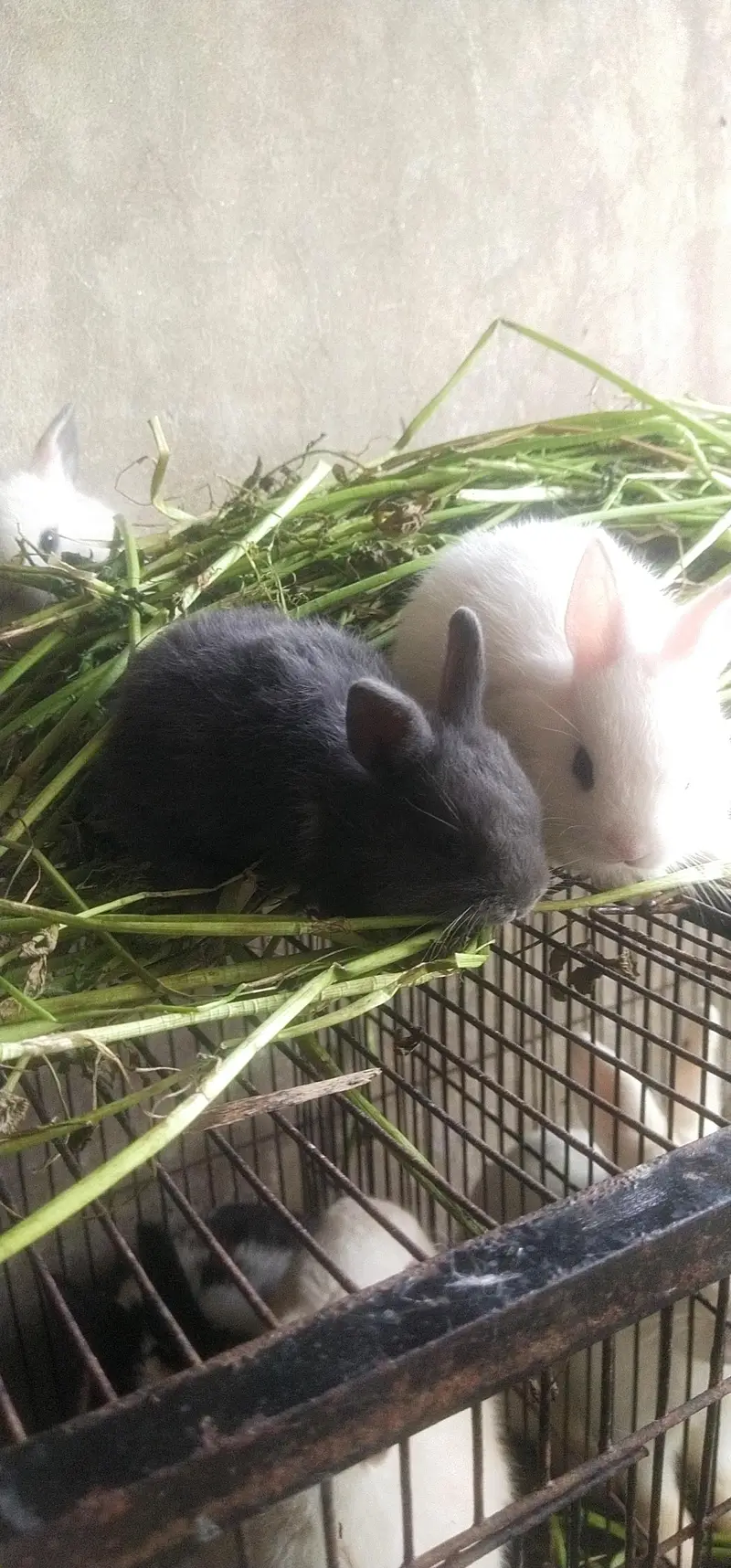 hotot drawf bunnies , Red eyes — photo 7