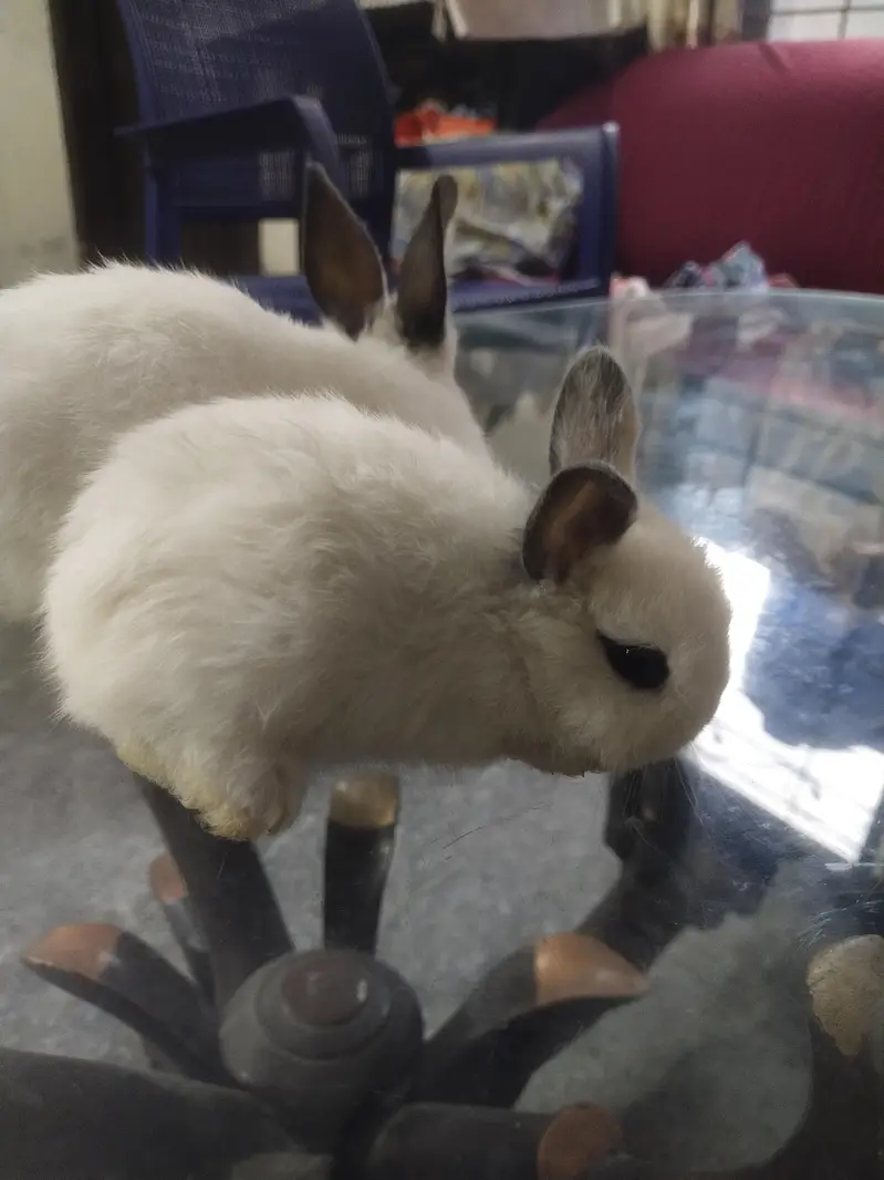 hotot drawf bunnies , Red eyes — photo 8