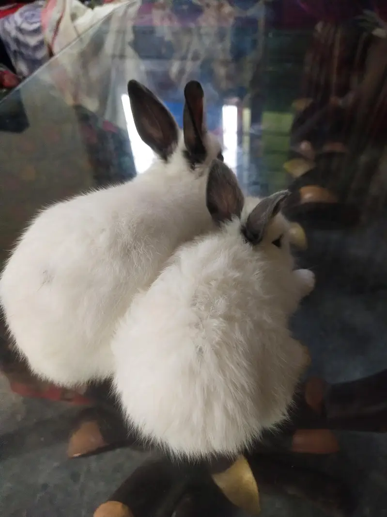 hotot drawf bunnies , Red eyes — photo 9