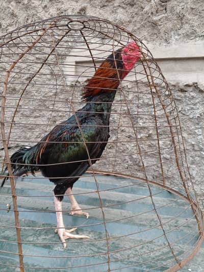 home breed A one male