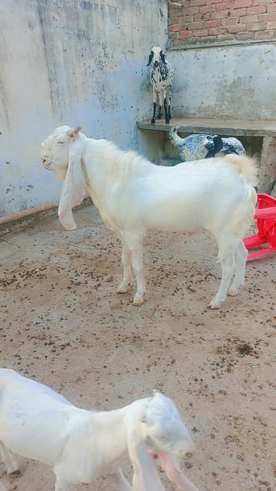 Gulabi bakra