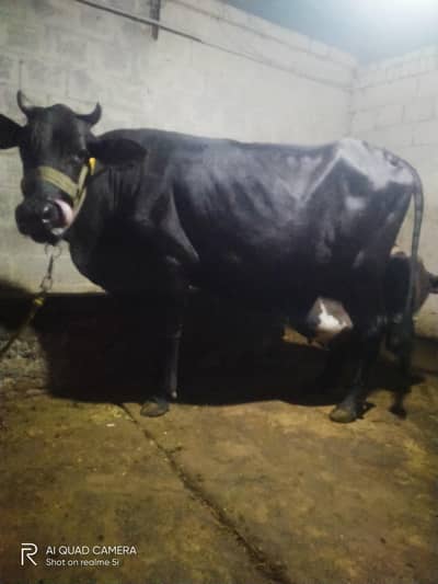 first timer best quality