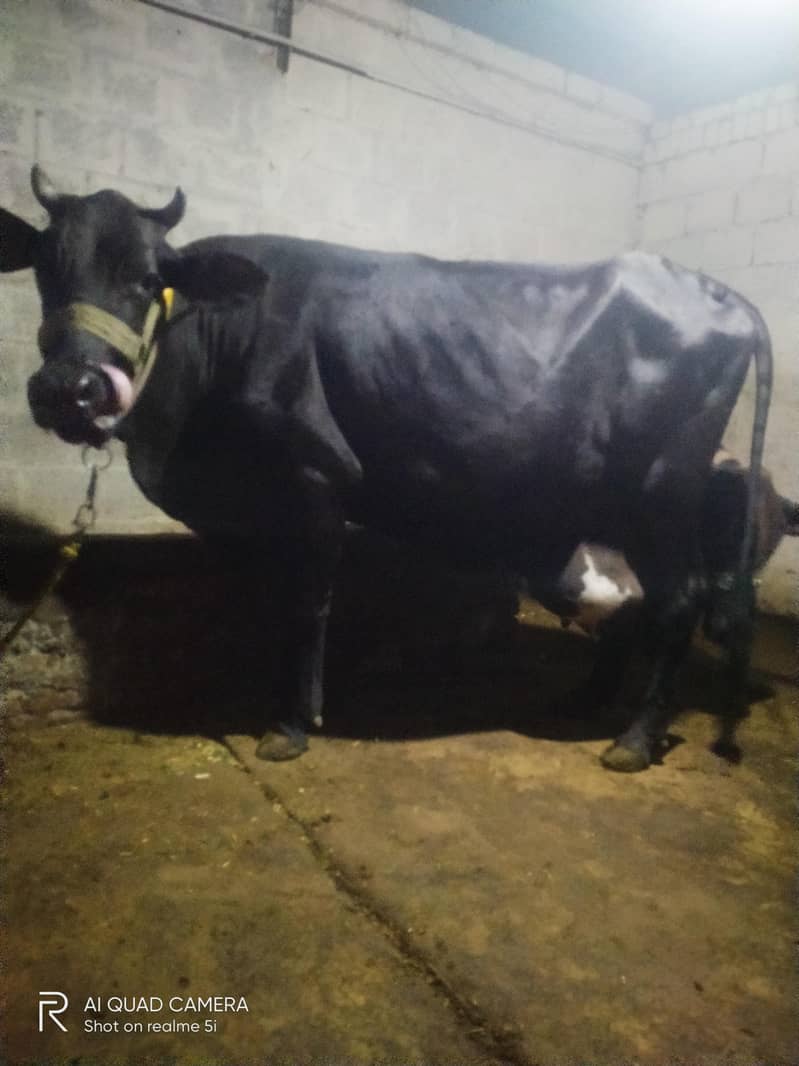 first timer best quality 0