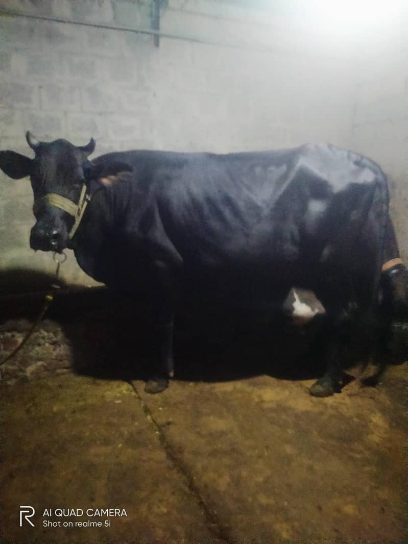 first timer best quality 1