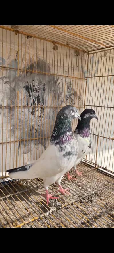 MASHALLAH BATHEREEN BREEDER PAIRS