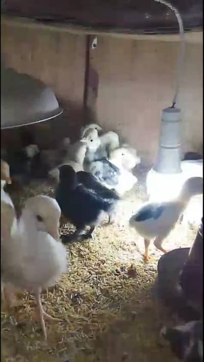 Yokohama,black silky,ko shamo,splash wyandotte, Yokohama breeder pair