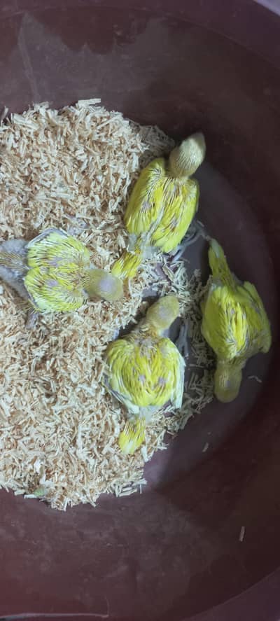 Yellow parrorts Red Eyes