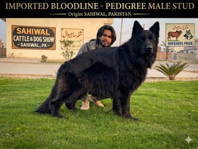 Black shepherd pink pedigree male stud