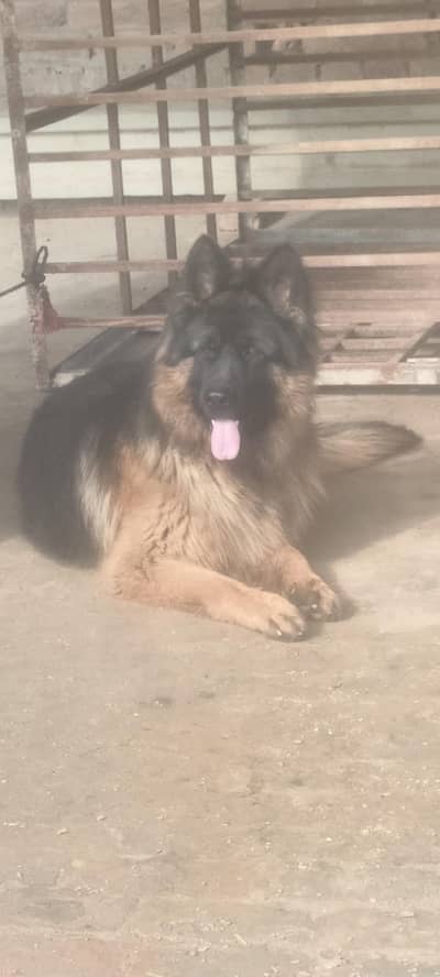 جرمن شافٹ لانگ کوڈ ہیلدی اینڈ ایکٹو فار سیل