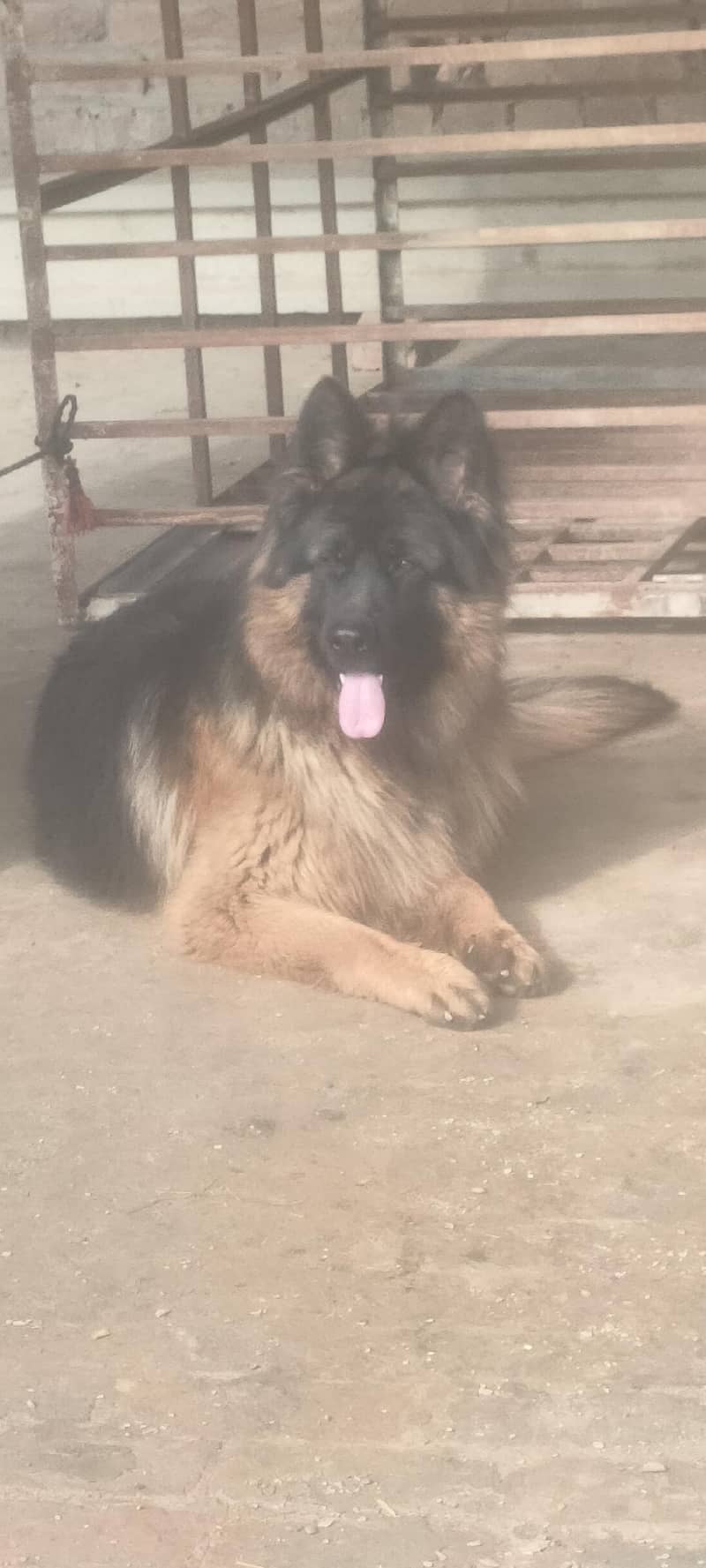 جرمن شافٹ لانگ کوڈ ہیلدی اینڈ ایکٹو فار سیل 0