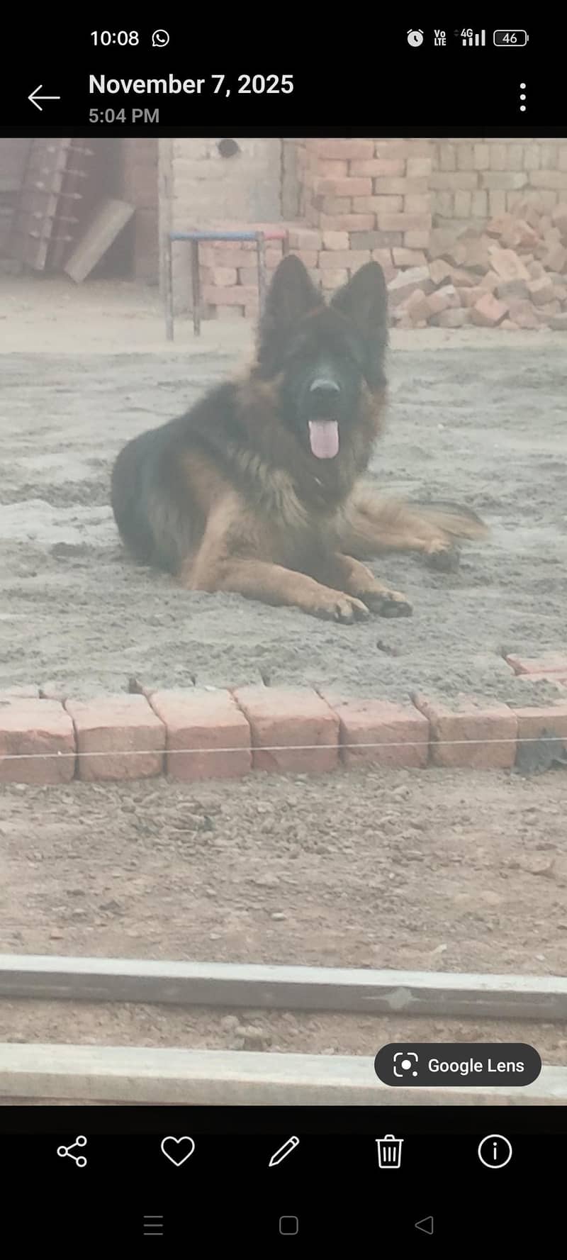 جرمن شافٹ لانگ کوڈ ہیلدی اینڈ ایکٹو فار سیل 1