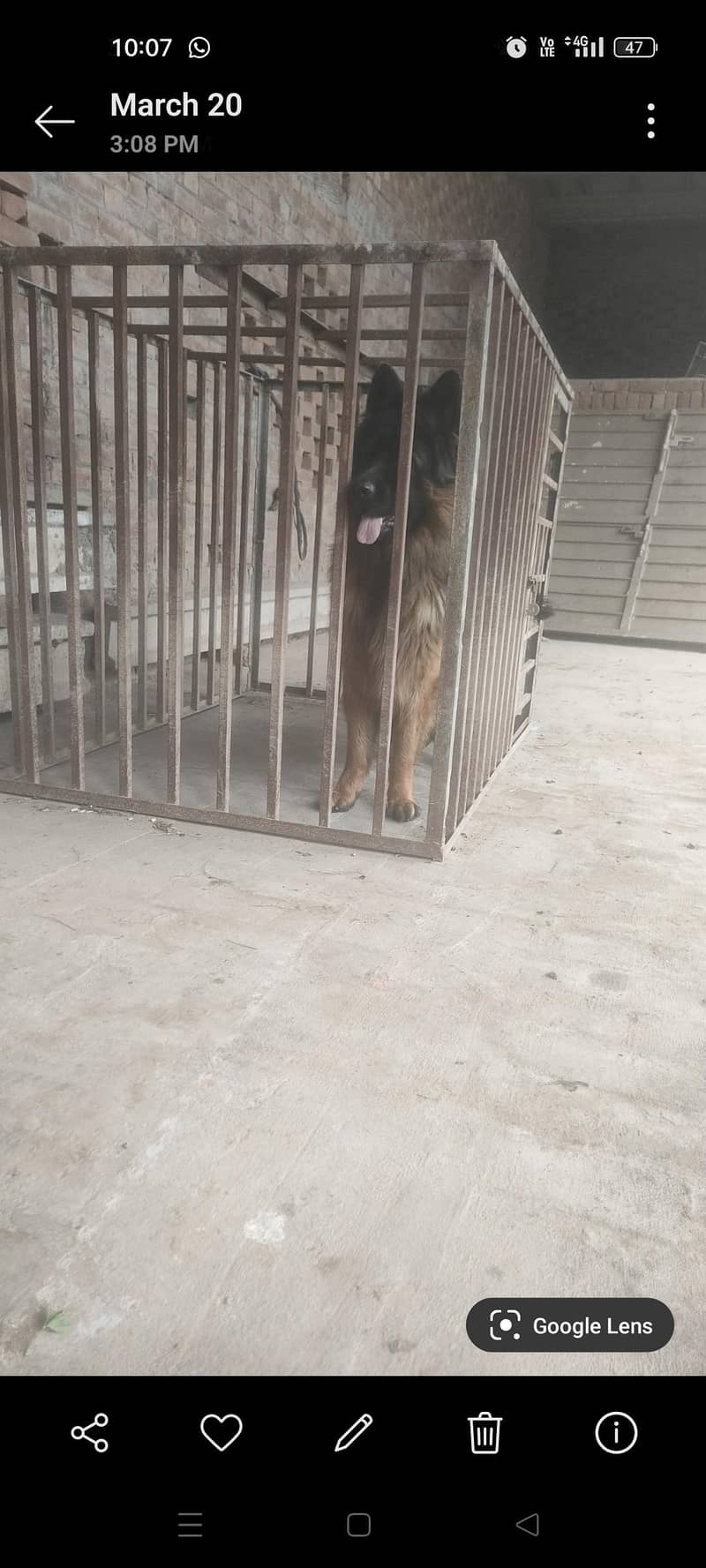 جرمن شافٹ لانگ کوڈ ہیلدی اینڈ ایکٹو فار سیل 2