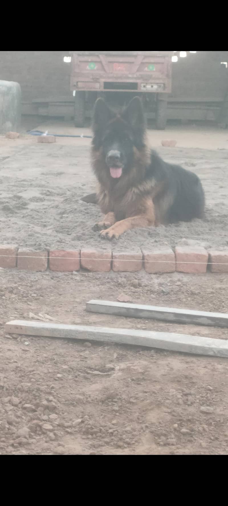 جرمن شافٹ لانگ کوڈ ہیلدی اینڈ ایکٹو فار سیل 3