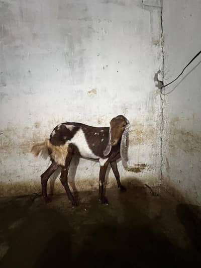 Goats Are available in cheap price | dhood wali Bakriyan