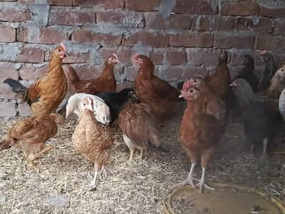 Healthy and Active Desi murghian for sale quality birds .