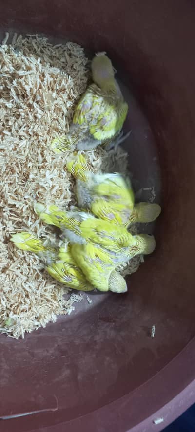 Yellow Parrorts red Eye Chiks