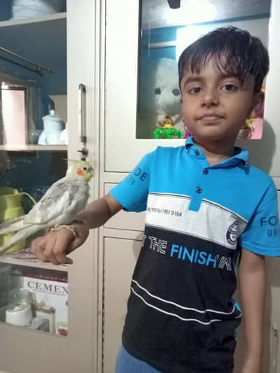 cocktail baby Other birds