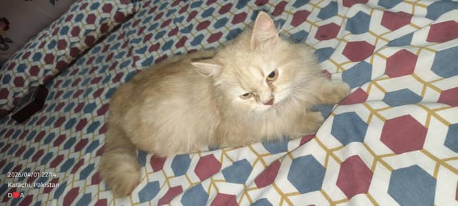 pregnant Persian cat